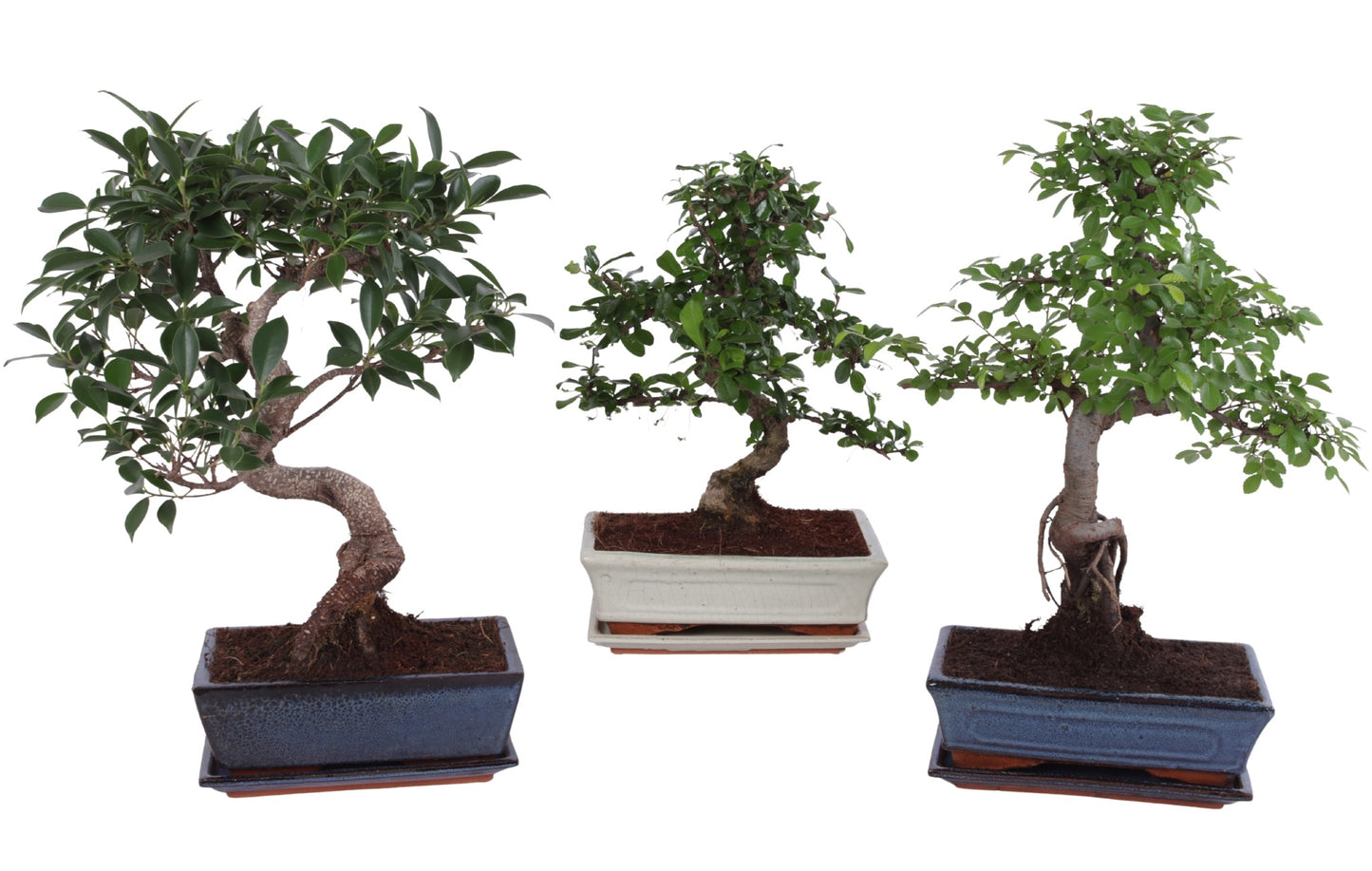 Bonsai mix 38cm 25cm Pot