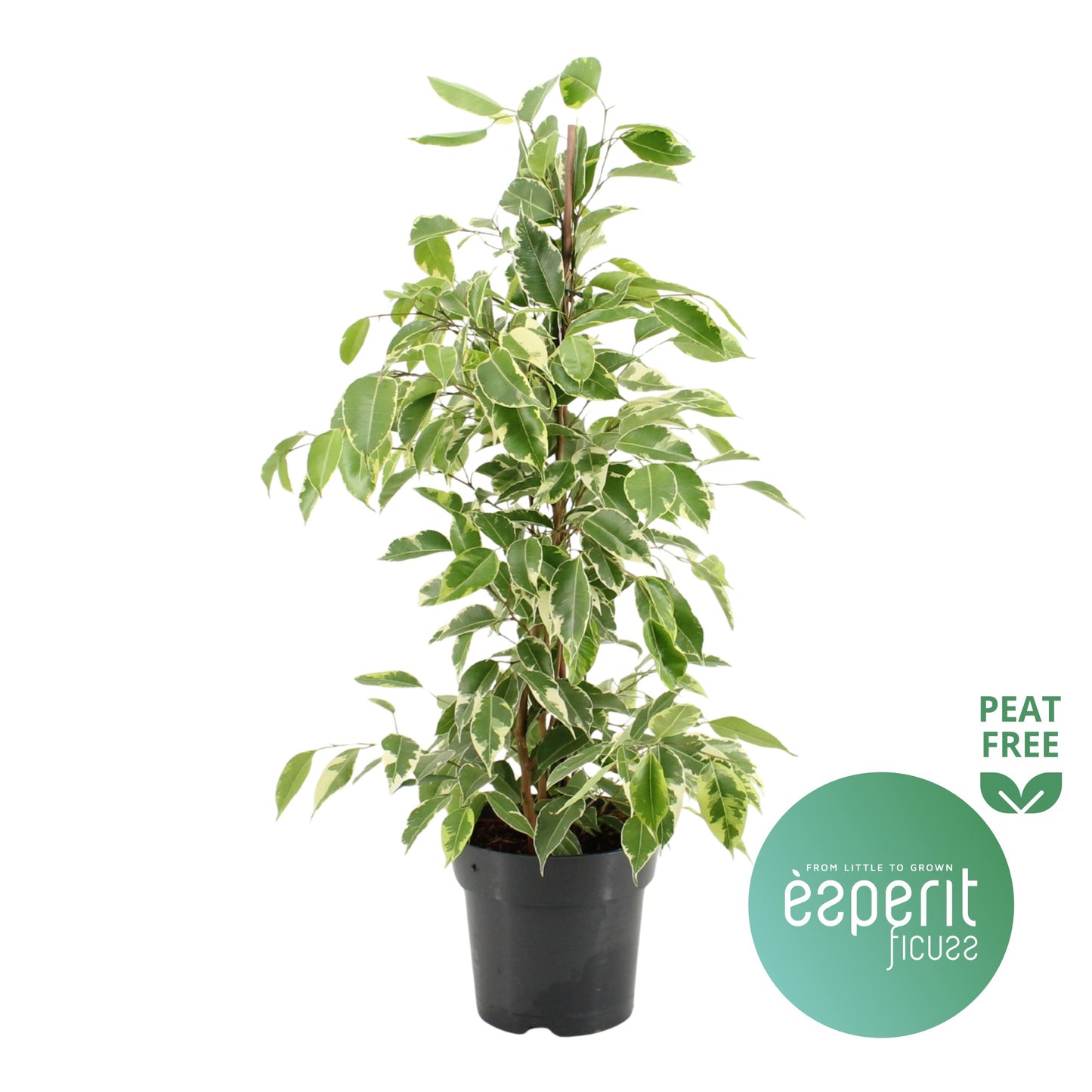 Ficus benjamina Golden King 70cm 17cm Pot