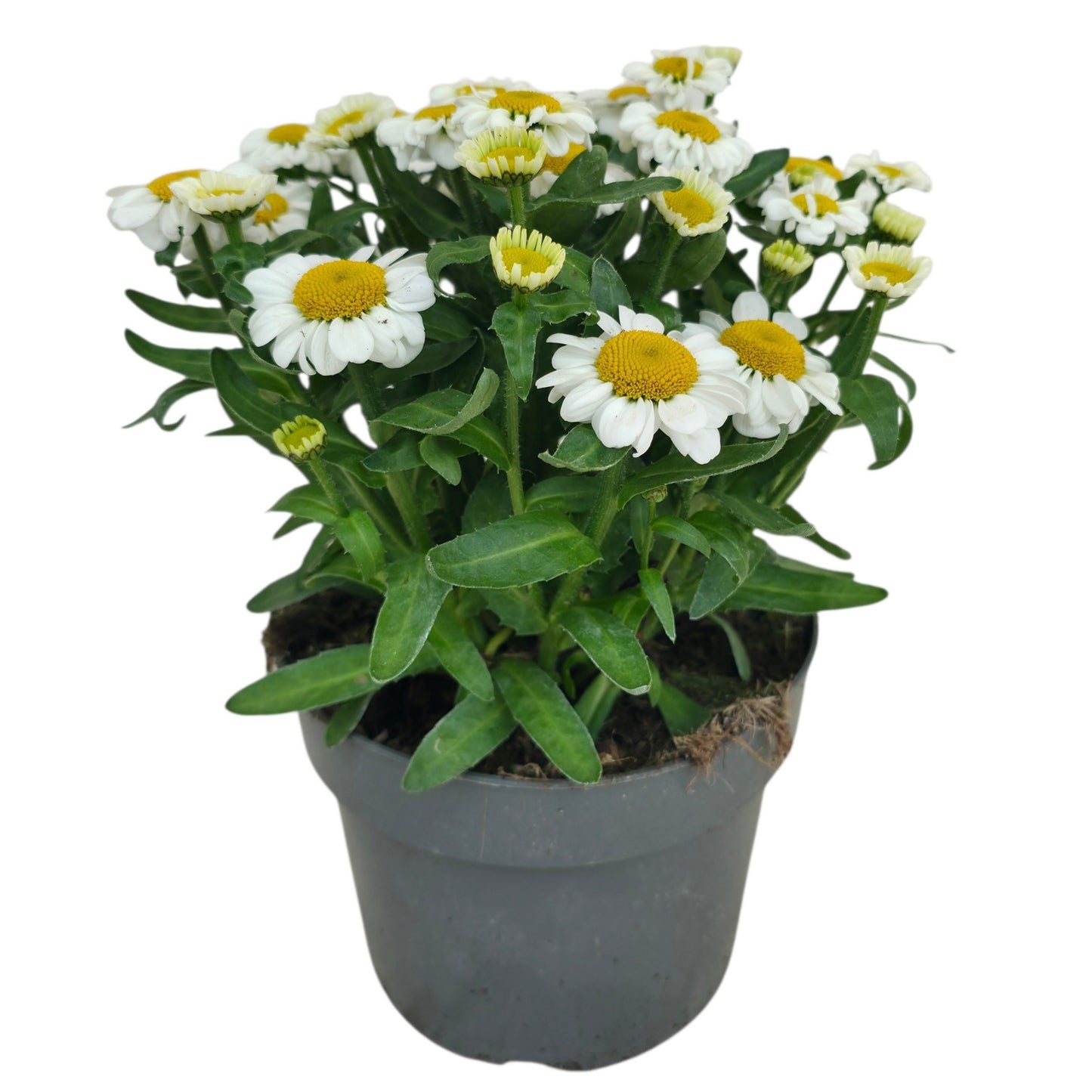 Leucanthemum Sweet Daisy Jane 40cm 17cm Pot