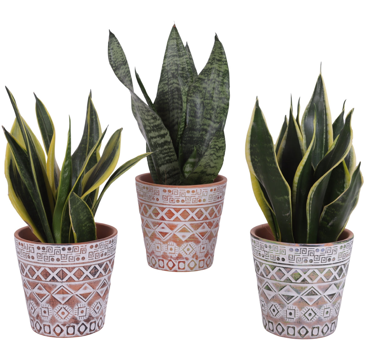 Sansevieria trifasciata 35cm 14cm Pot