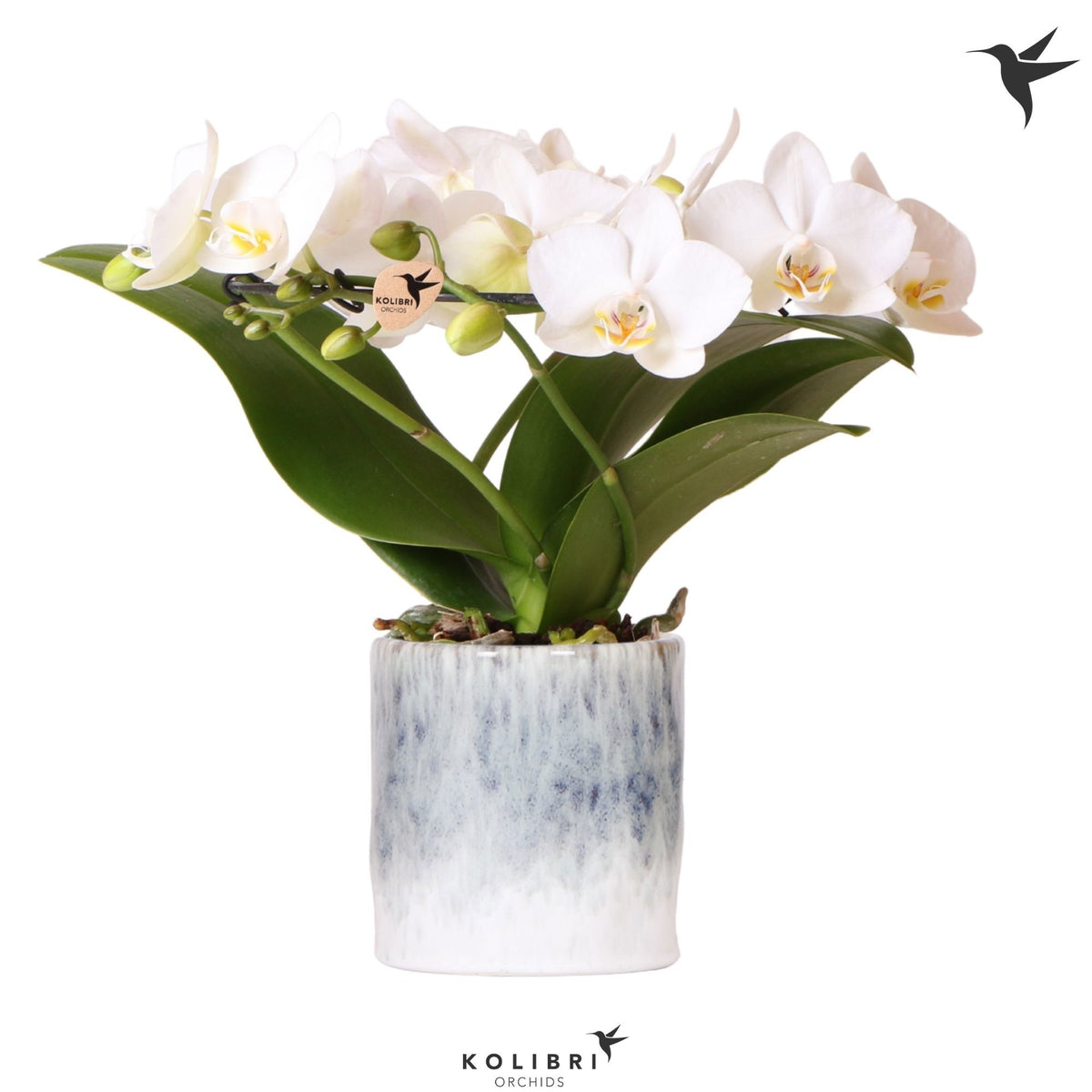 Phalaenopsis multiflora white 30cm 9cm Pot