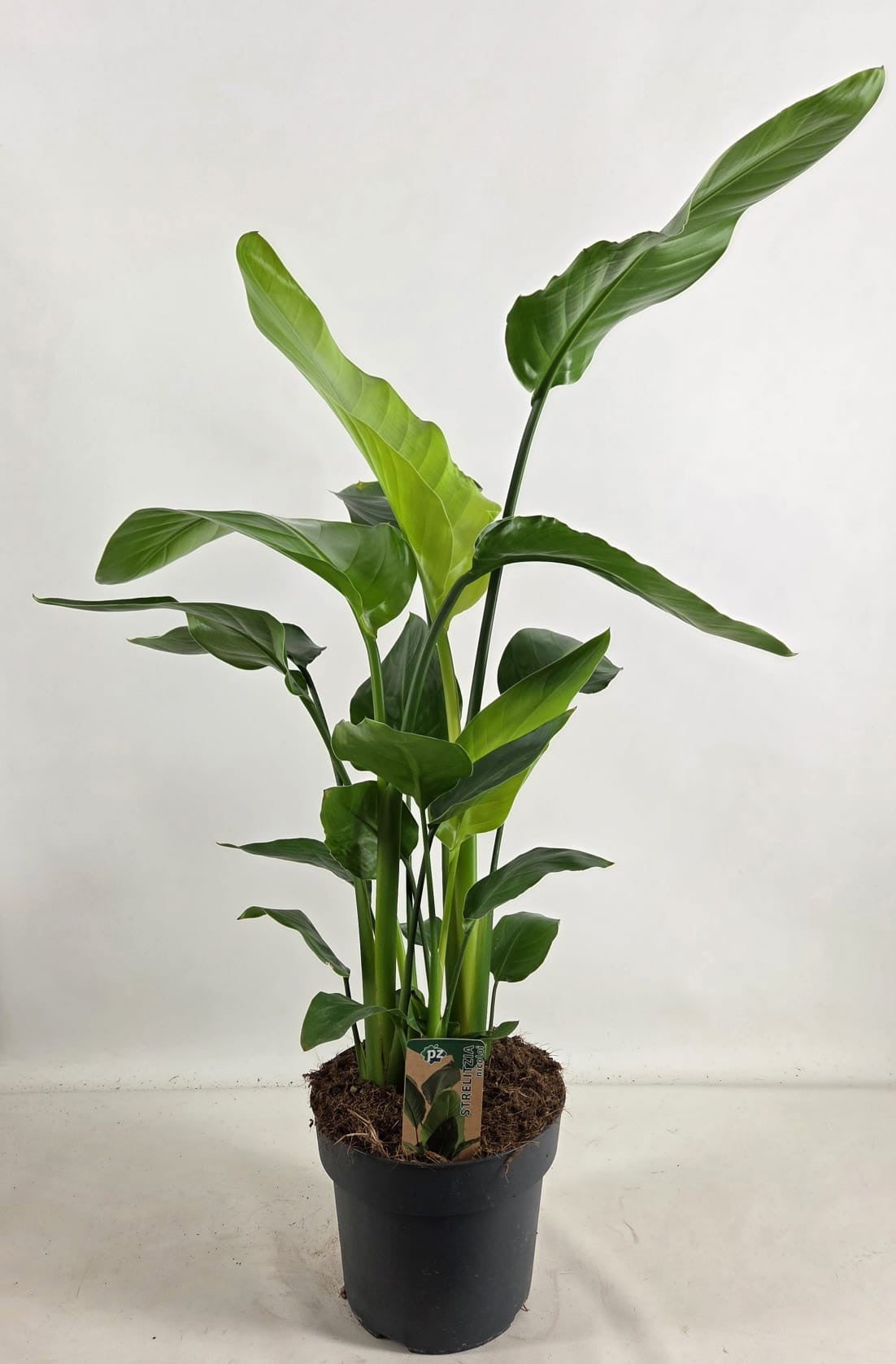 Strelitzia nicolai 95cm 21cm Pot