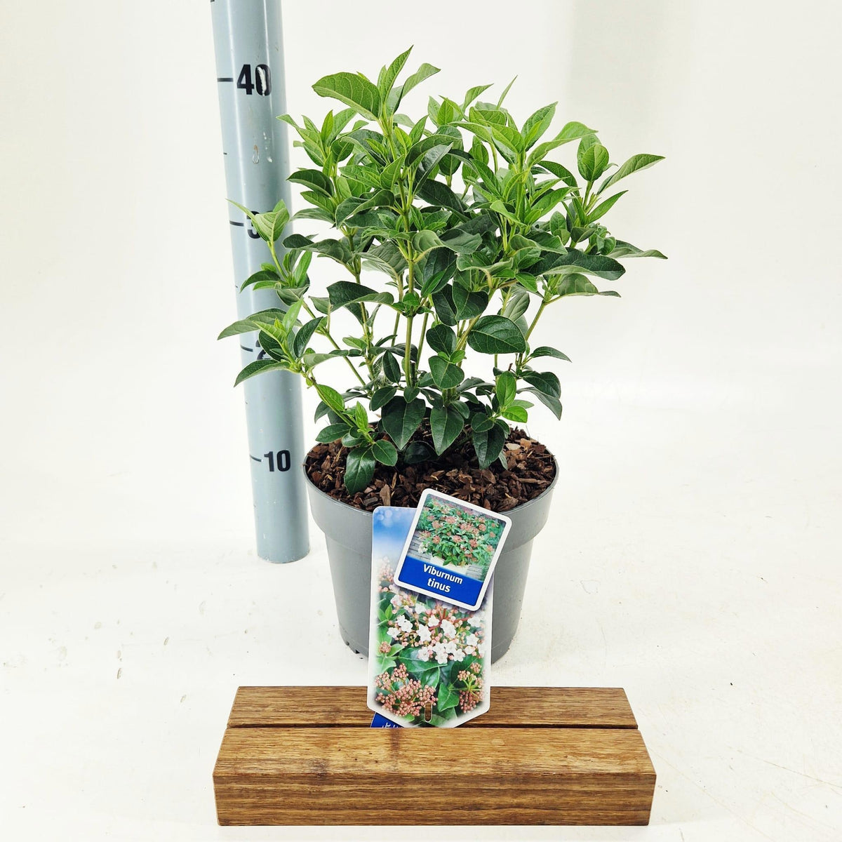 Viburnum tinus 50cm 19cm Pot