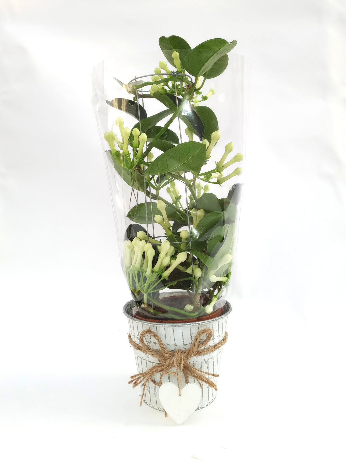 Stephanotis floribunda 50cm 12cm Pot