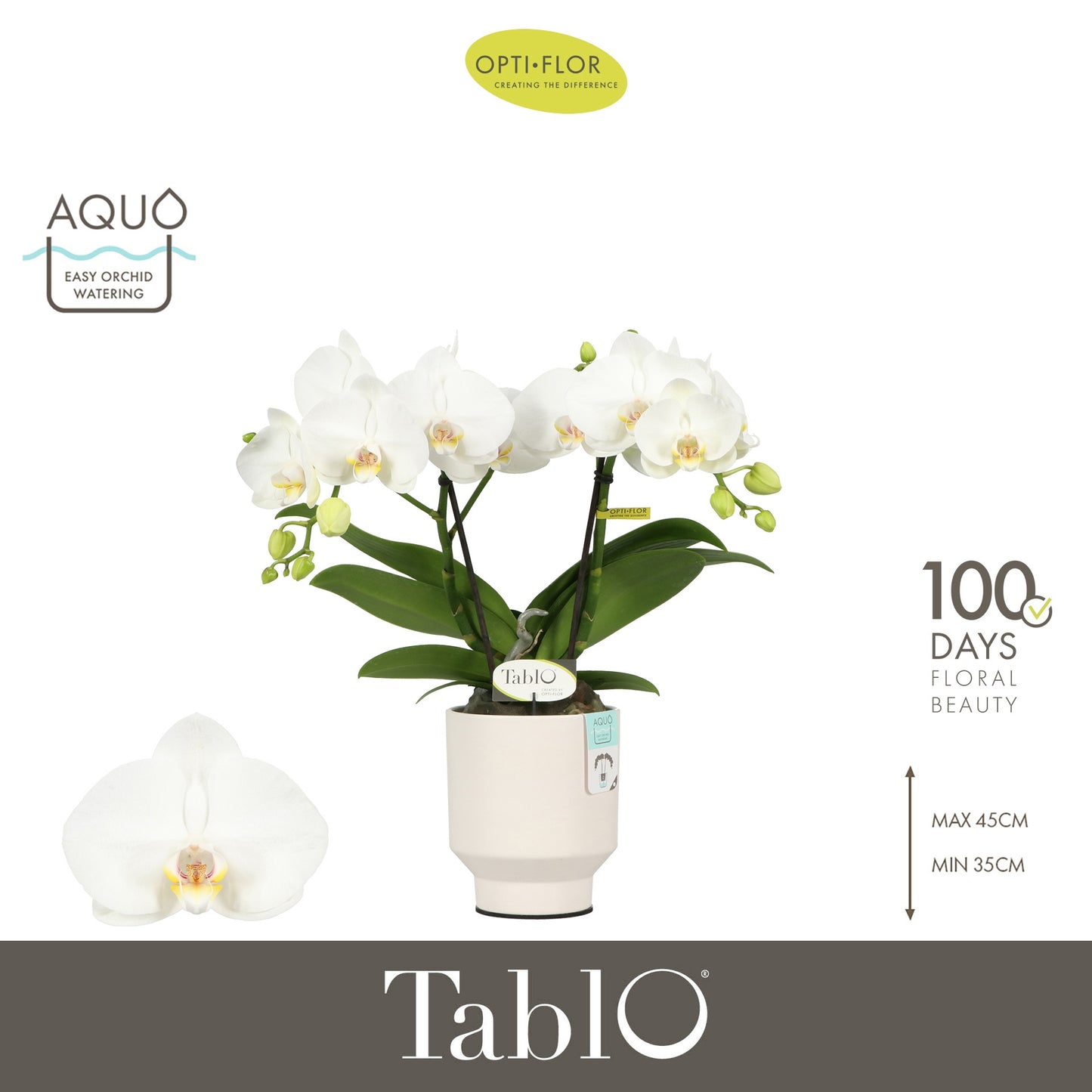 Phalaenopsis white 40cm 12cm Pot