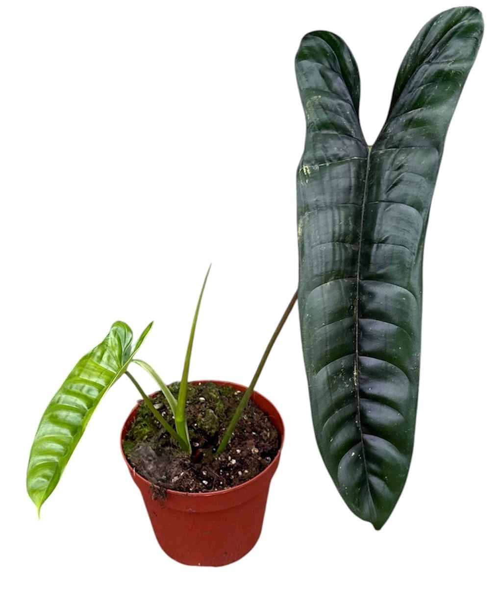 Philodendron scandens 40cm 14cm Pot