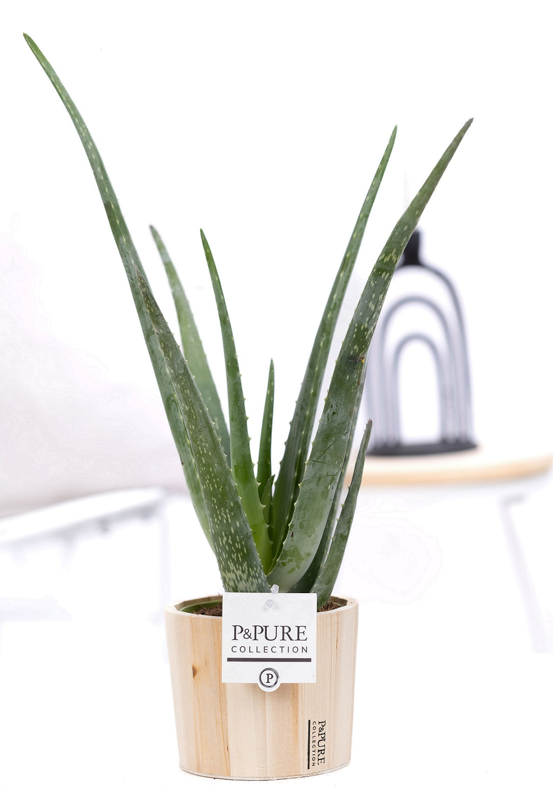 Aloe vera 40cm 12cm Pot