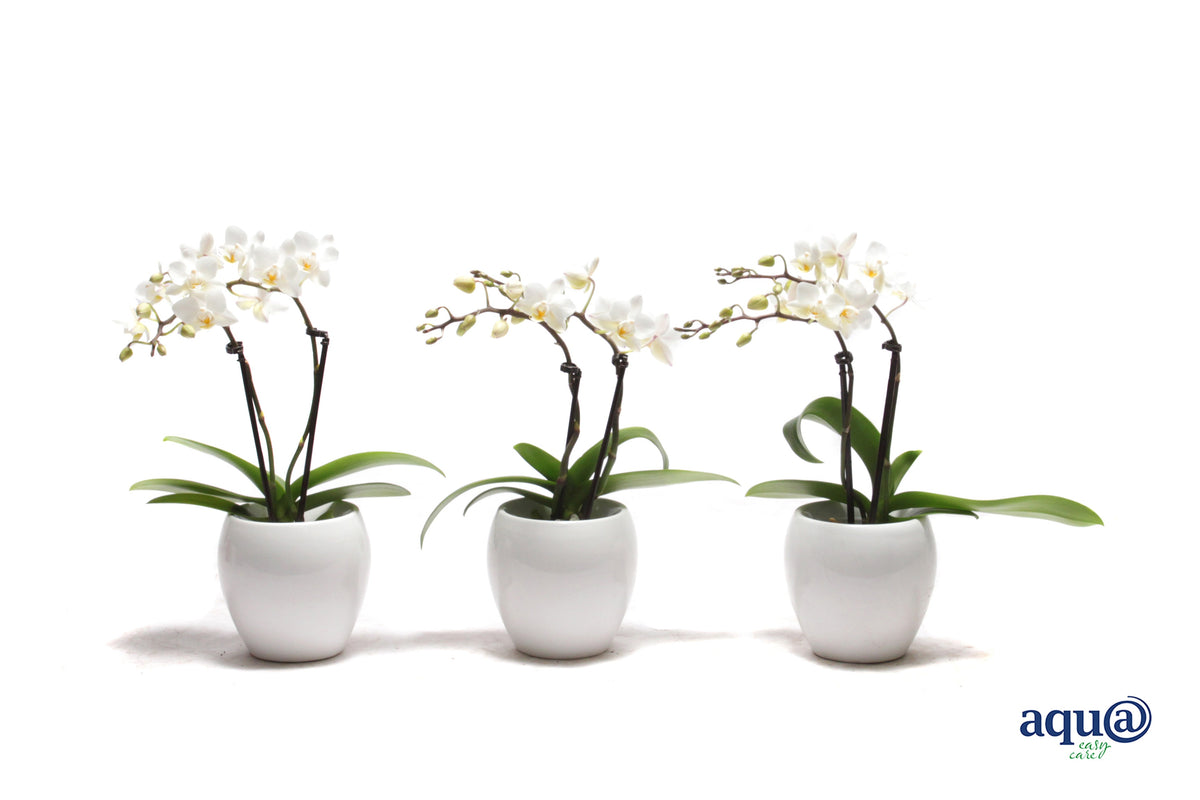 Phalaenopsis hybrid 17cm 6cm Pot