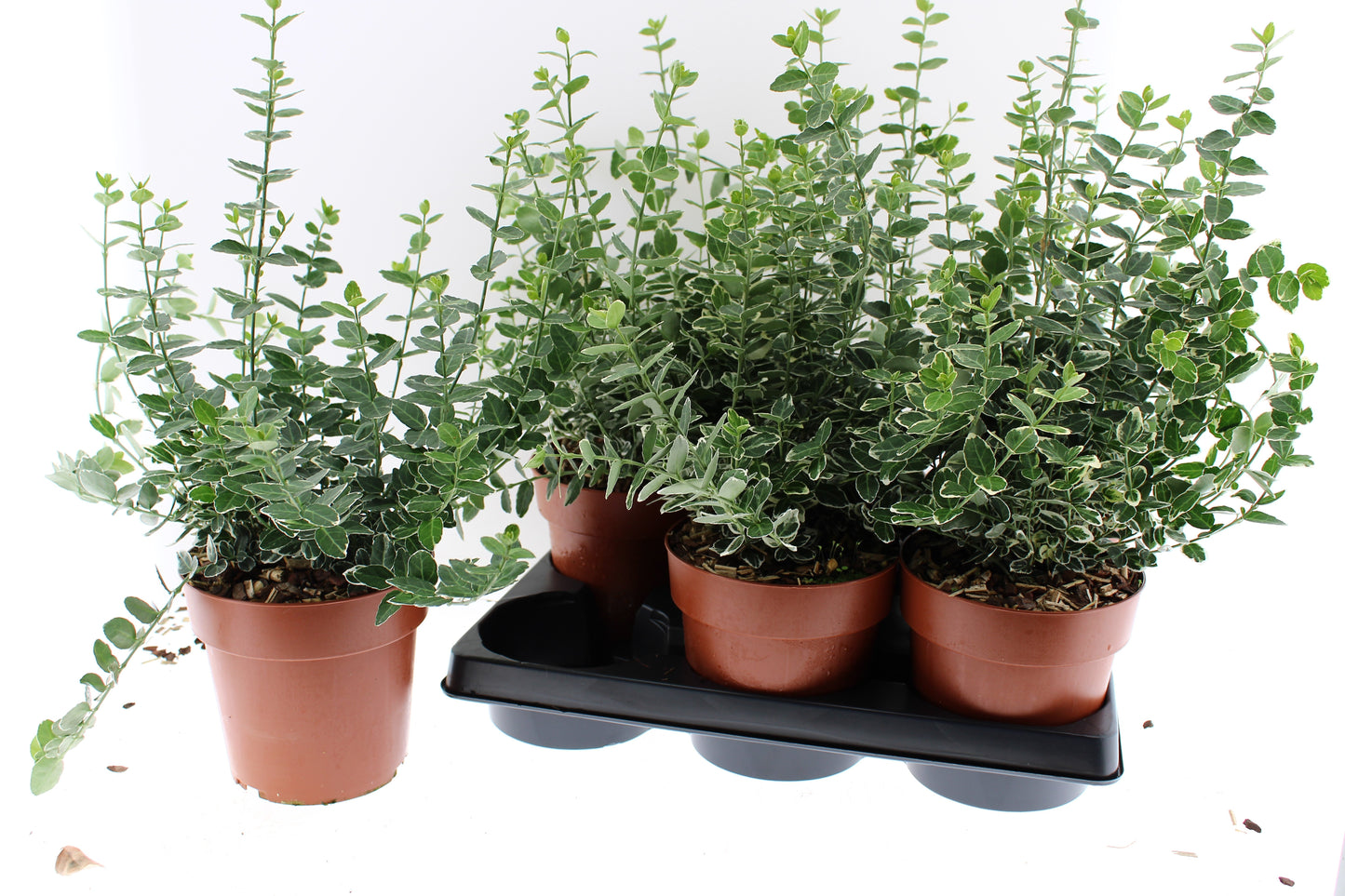 Euonymus Emerald Gaiety 40cm 15cm Pot