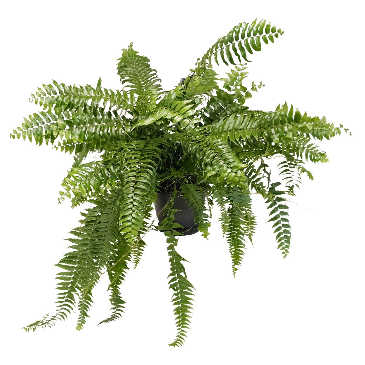 Nephrolepis exaltata 100cm 20cm Pot