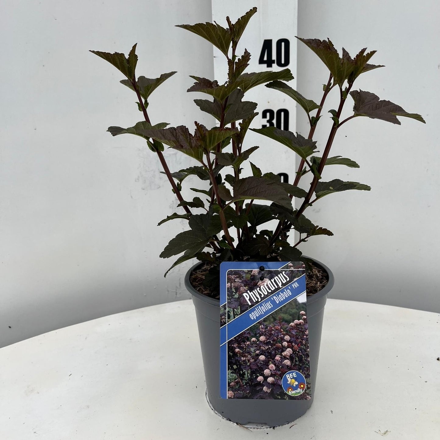 Physocarpus Diabolo 35cm 17cm Pot