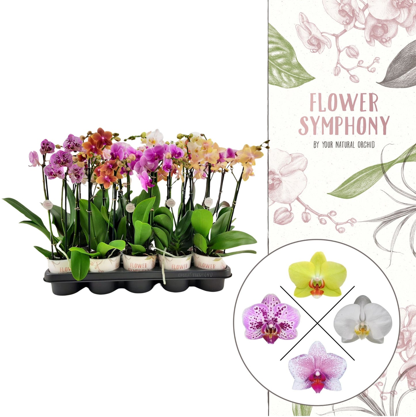 Phalaenopsis Flower Symphony mix 45cm 12cm Pot
