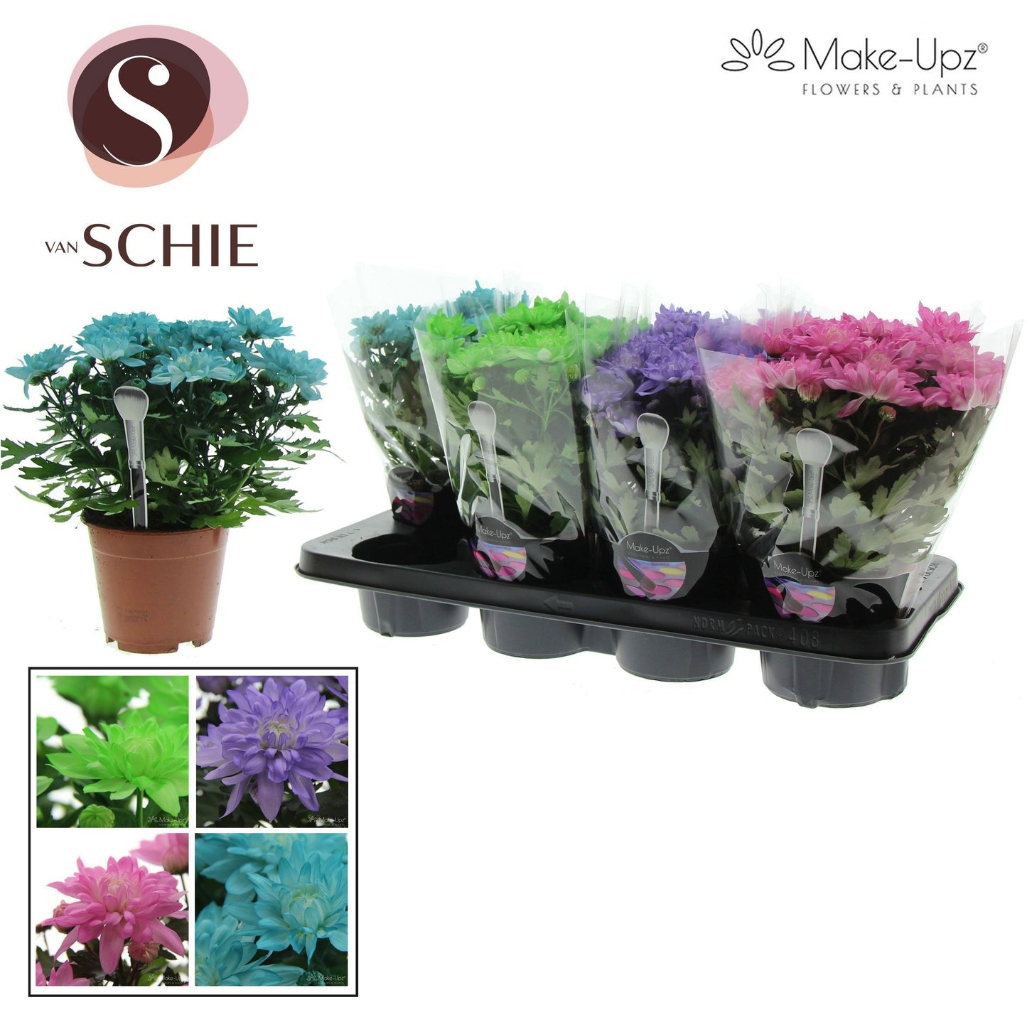 Schie Van Chrysanthemum Grandezza Make-Upz mix Pack of 8
