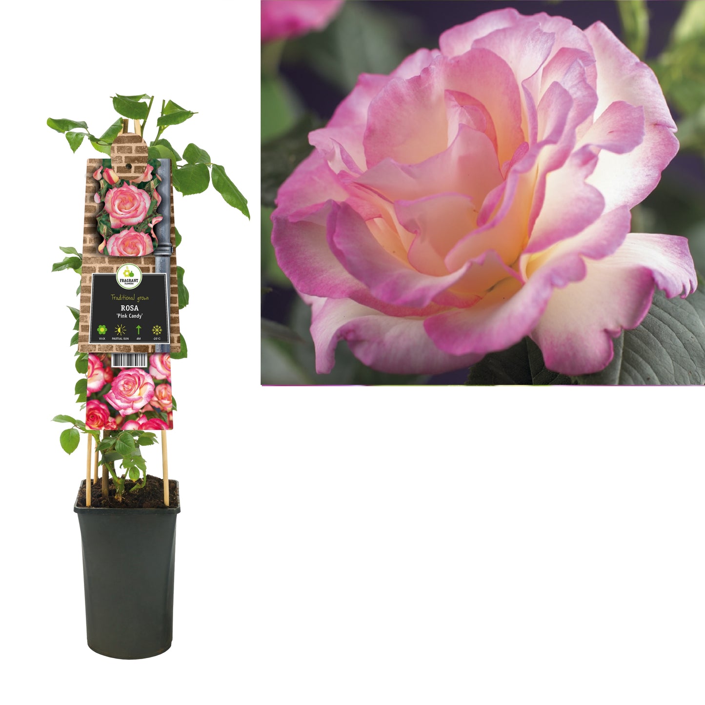Rosa Pink Candy 75cm 17cm Pot