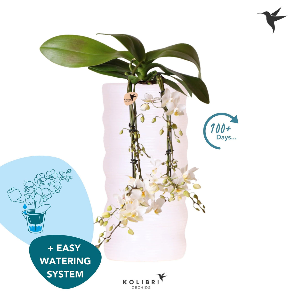 Phalaenopsis multiflora white 40cm 9cm Pot