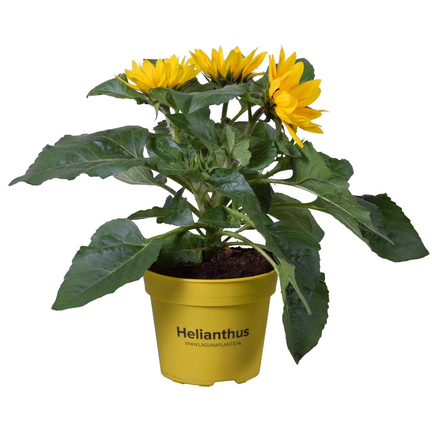 Helianthus ann. Sunray Yellow 40cm 15cm Pot
