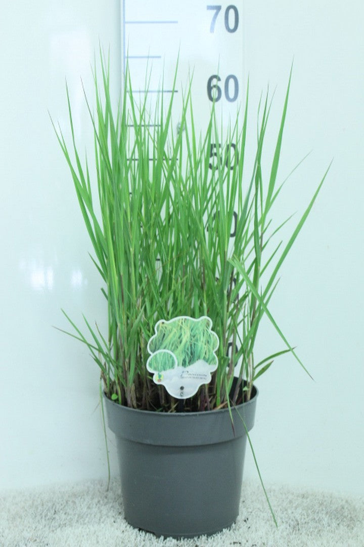 Panicum Heavy Metal 60cm 23cm Pot