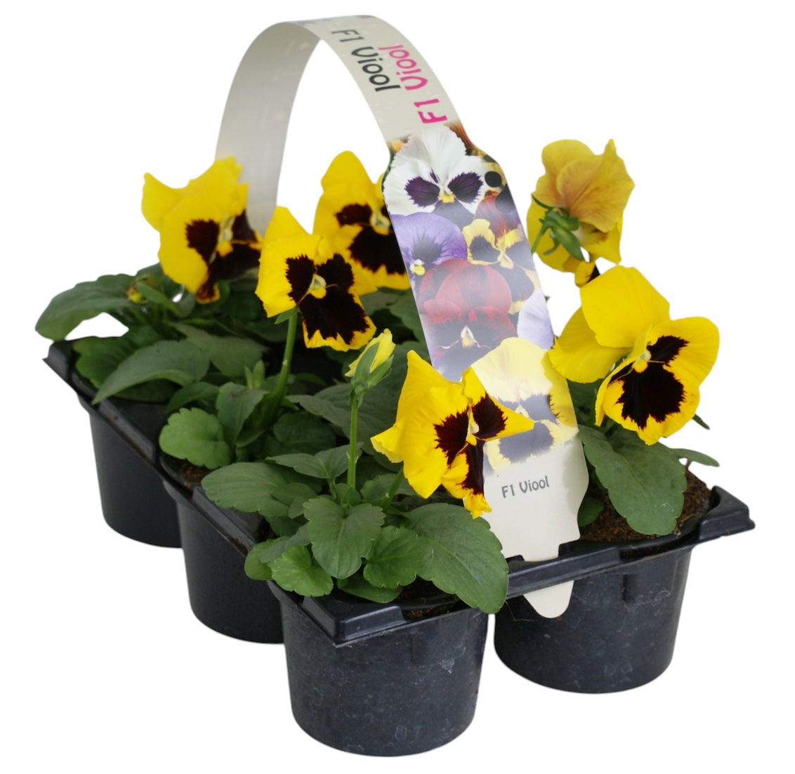 Zuidbaak Honselersdijk Viola Delta Yellow with Blotch Pack of 14