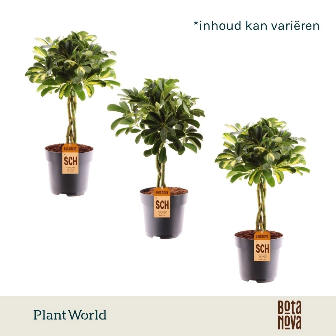 Plantworld Jogrow Schefflera Mme De Smet braided Pack of 6