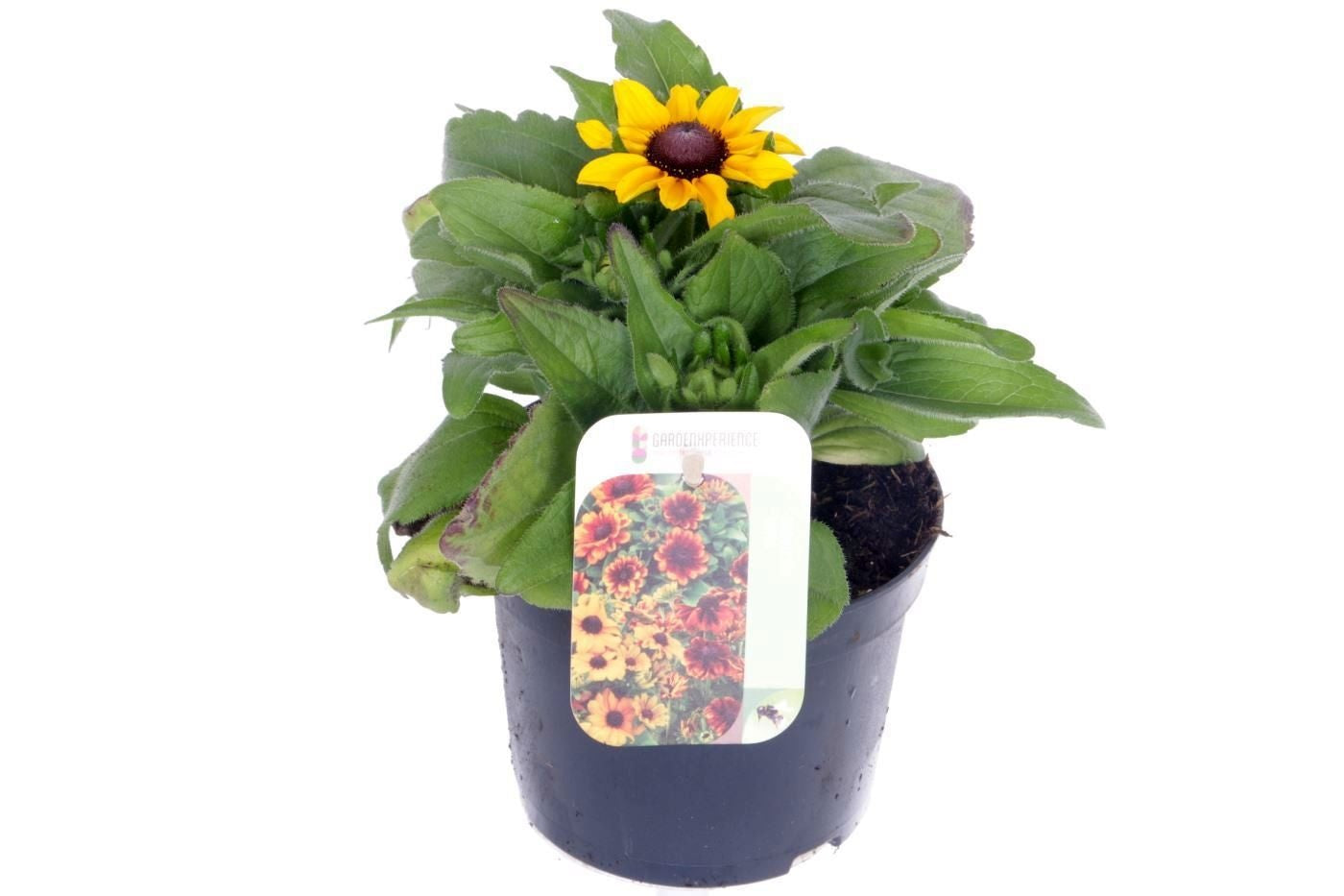 Rudbeckia 25cm 13cm Pot