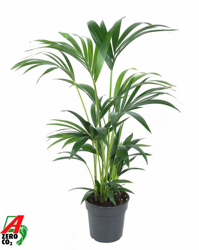 Howea forsteriana 80cm 19cm Pot