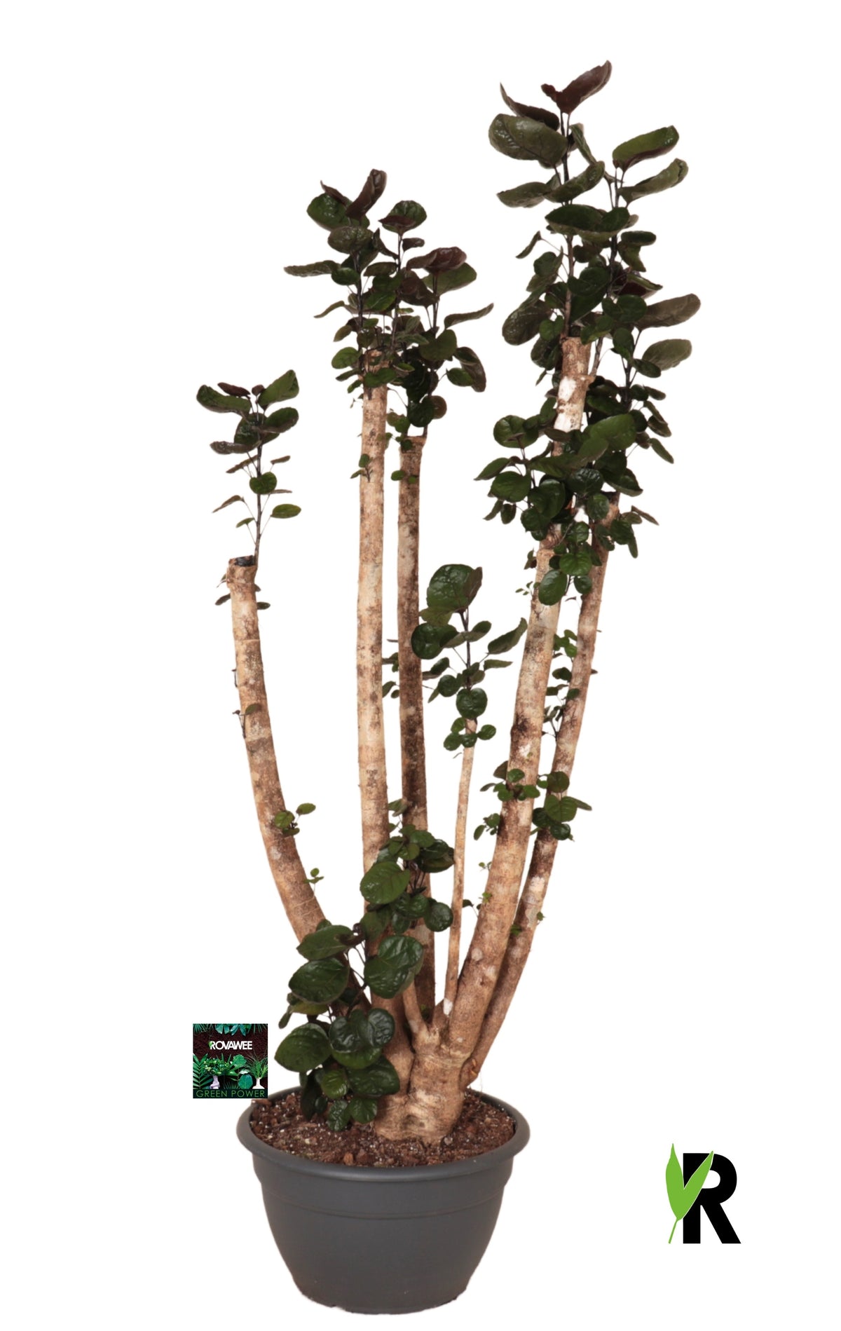 Polyscias Fabian 160cm 40cm Pot