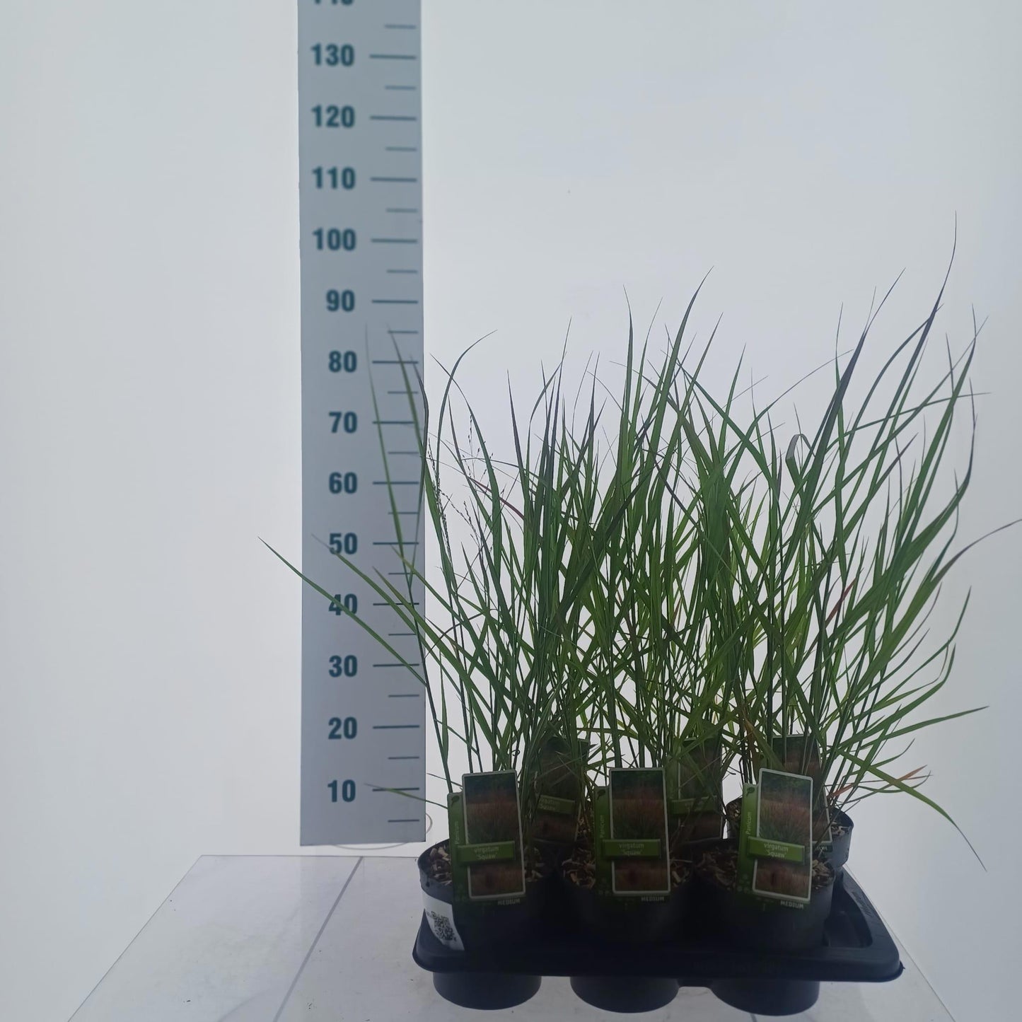 Panicum Squaw 70cm 17cm Pot