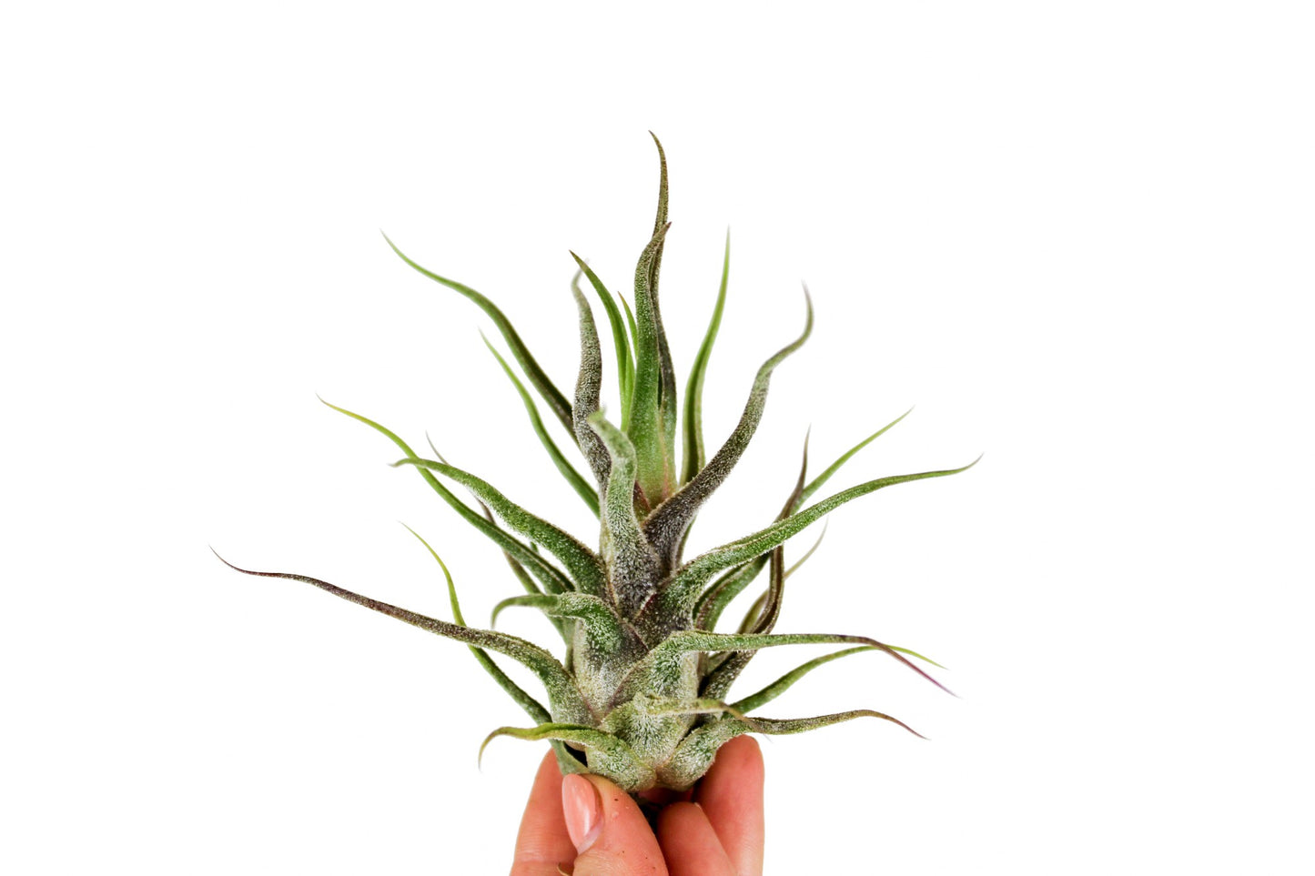 Tillandsia ionantha 9cm 9cm Pot