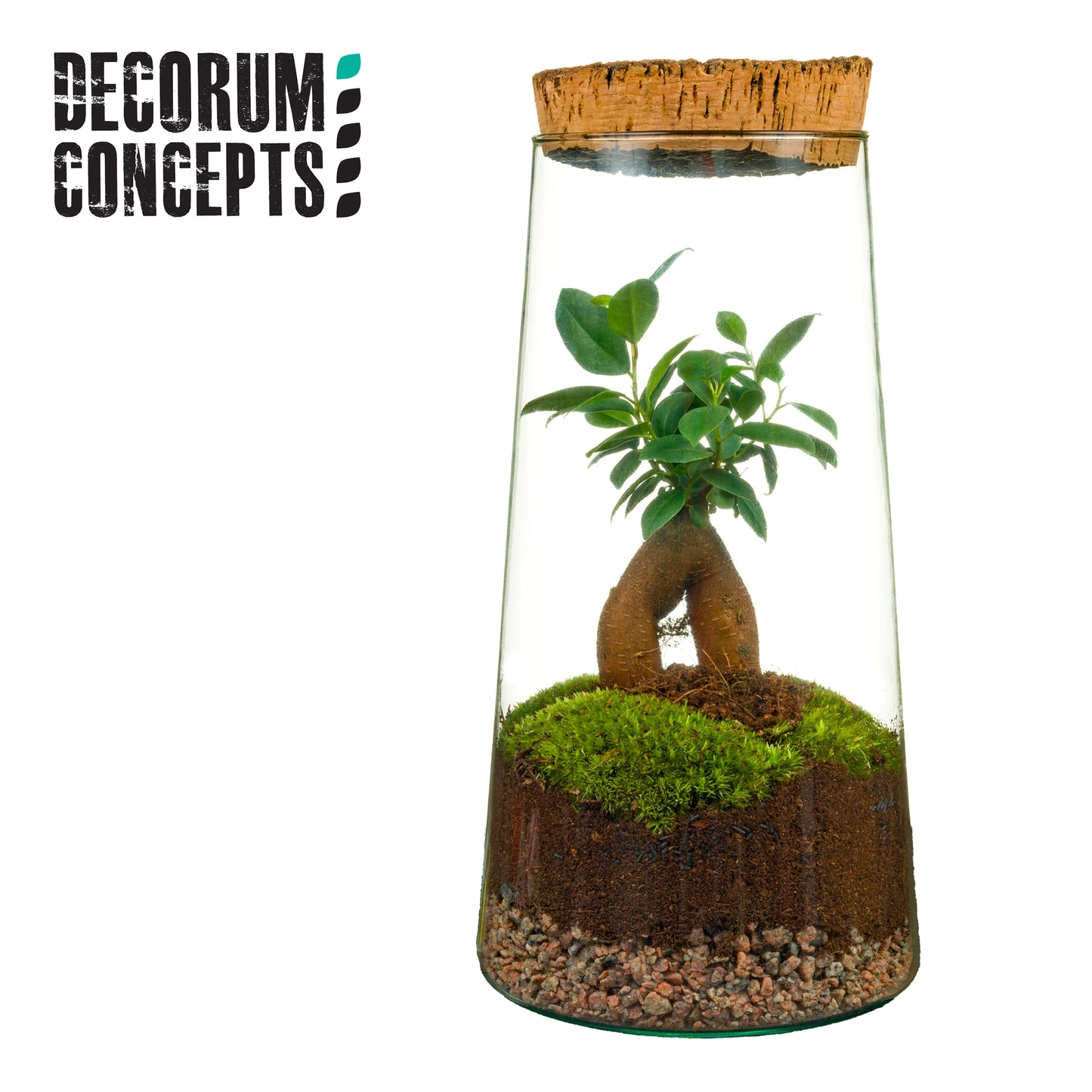 Duijn-Hove BV, kwekerij arr. Terrarium Triton Pack of 3