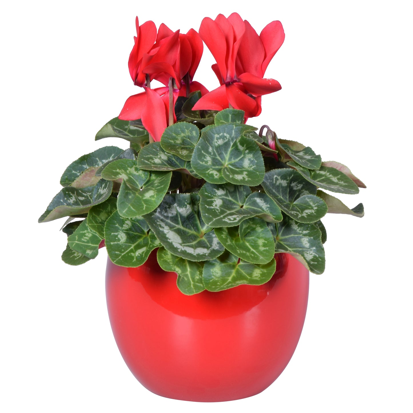 Cyclamen Allure red (+ drp.ceramic) 27cm 12cm Pot