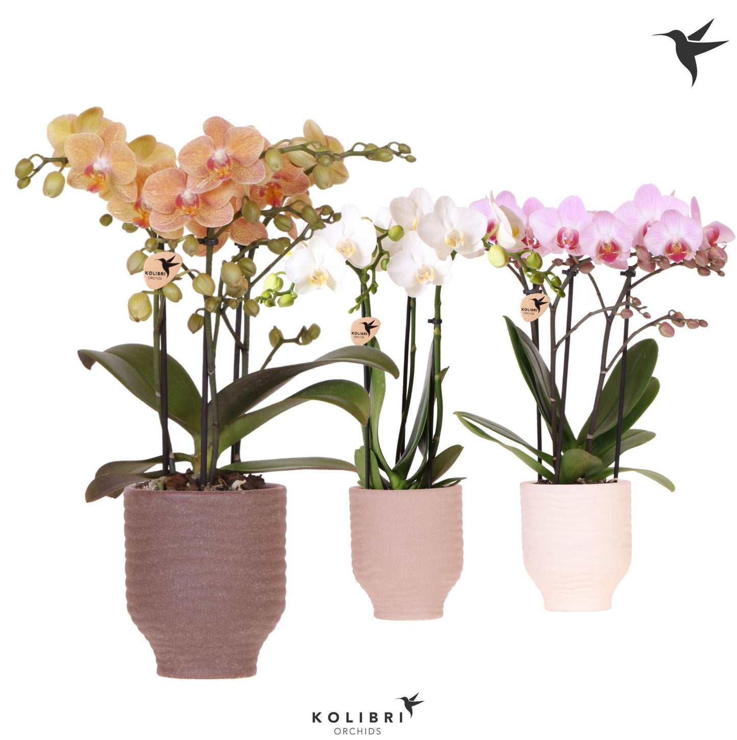 Kolibri Orchids Phalaenopsis mix 3 spike in Beach pot mix 40cm 9cm Pot