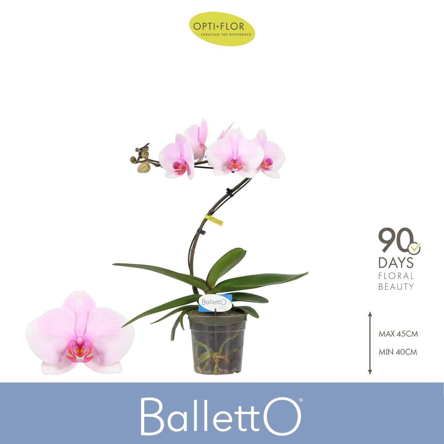 Phalaenopsis Curl Balletto 45cm 12cm Pot