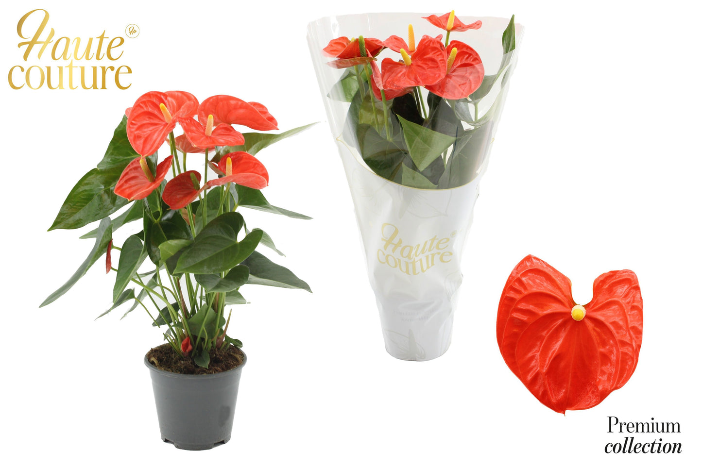 Houwenplant Anthurium Sierra Orange Pack of 7