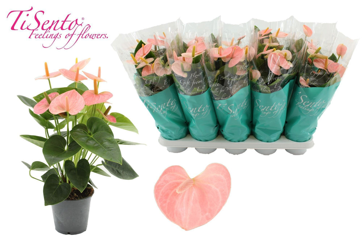 Anthurium Spirit 40cm 12cm Pot
