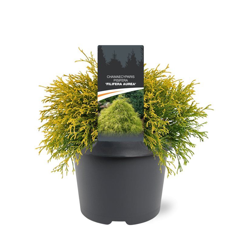 Chamaecyparis Filifera Aurea 30cm 19cm Pot
