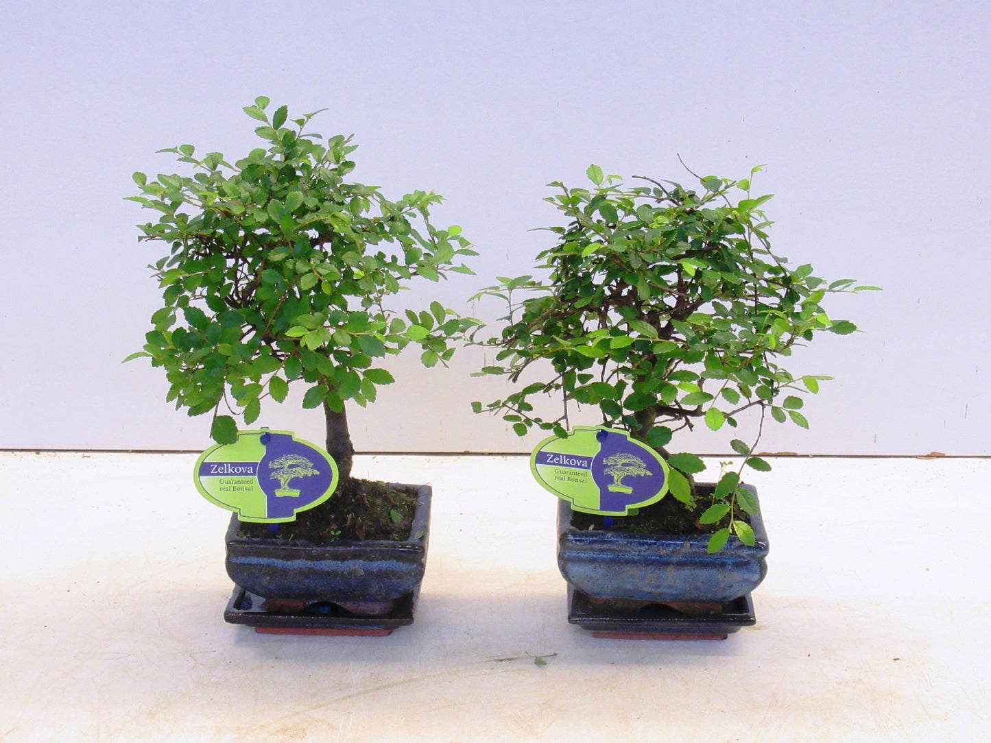 Lodder Bonsai BV Zelkova sp. Bonsai Pack of 12