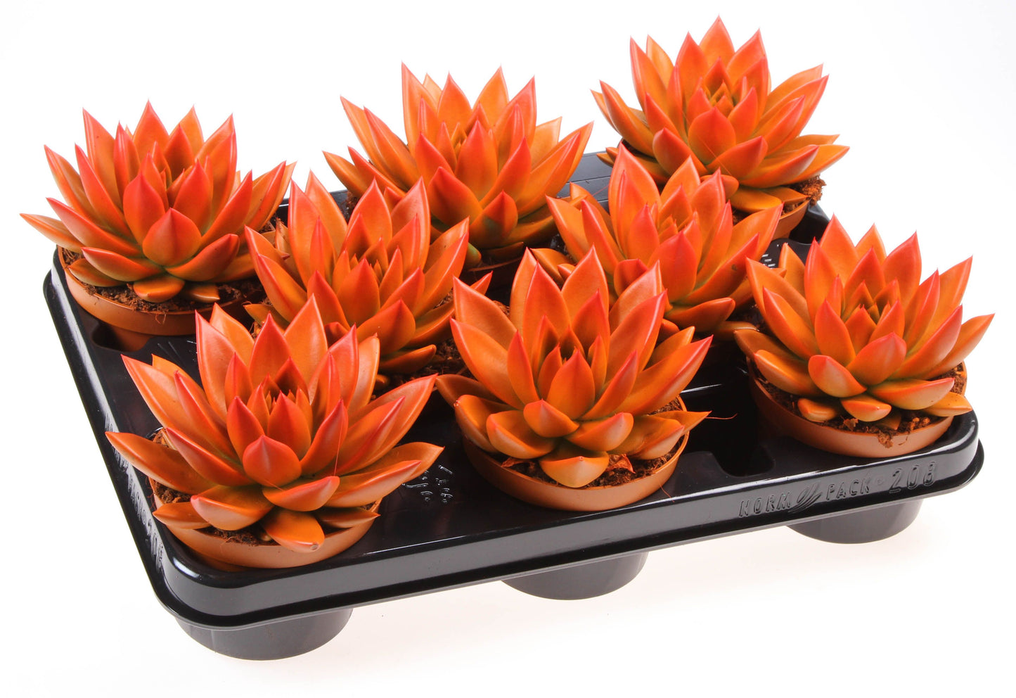 Rainbow bicolor orange + red point 12cm 10.5cm Pot
