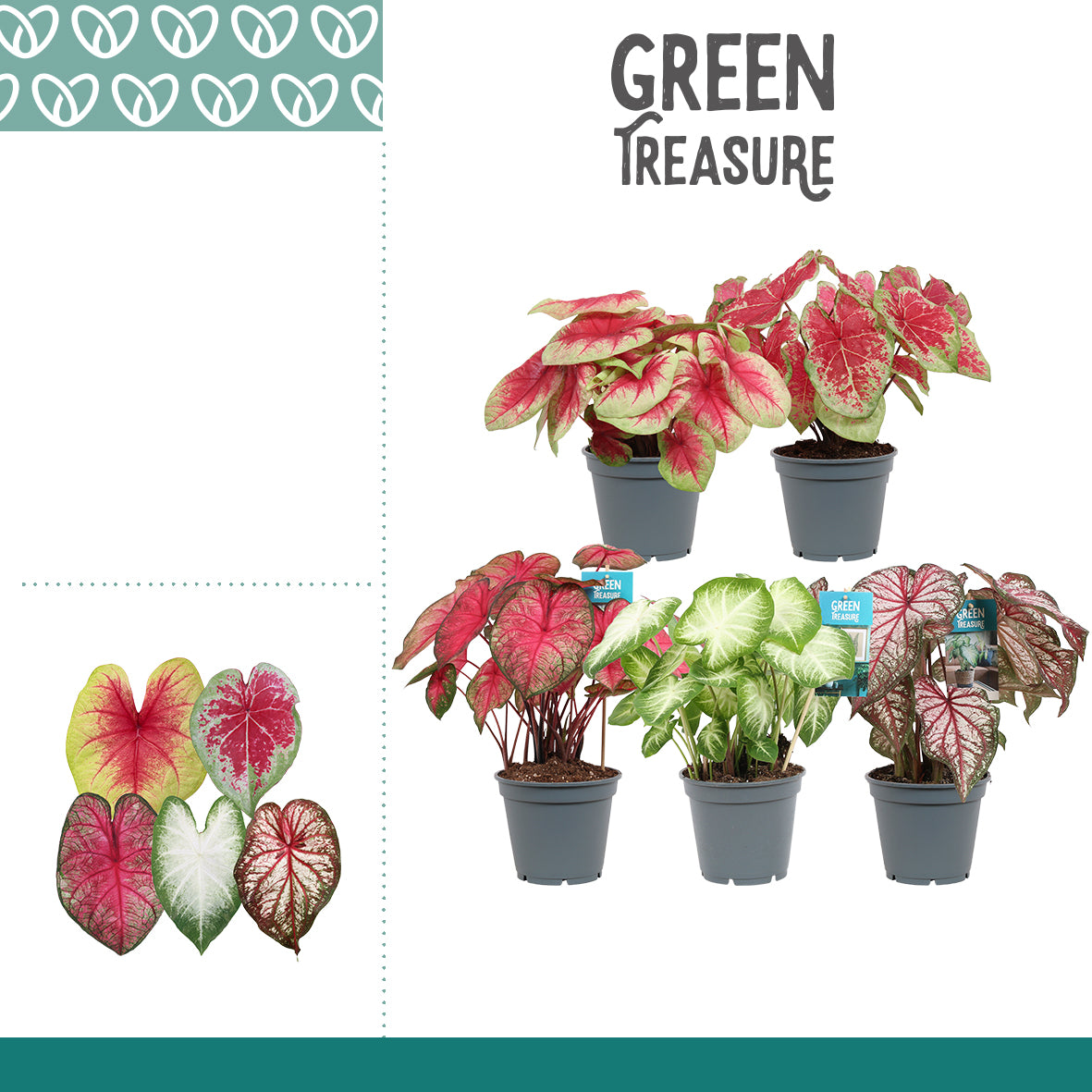 Caladium mix 50cm 17cm Pot