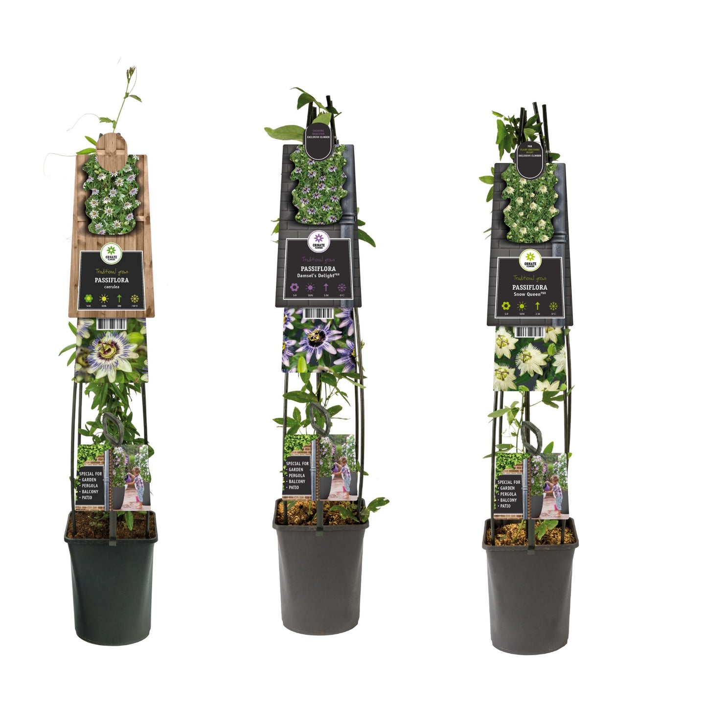 Passiflora mix 115cm 23cm Pot
