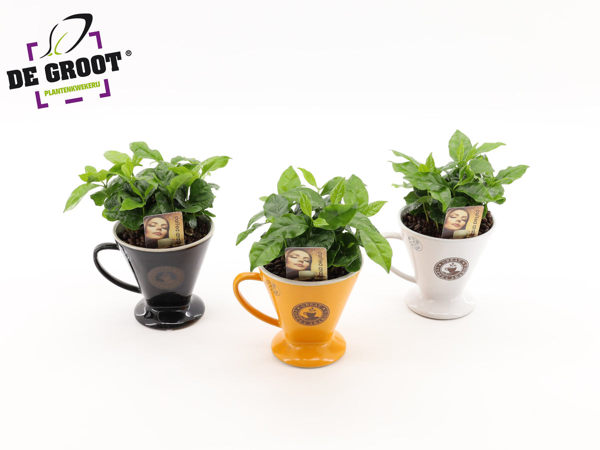 arr. Plants 25cm 12cm Pot