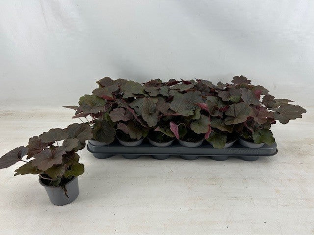 Heuchera Palace Purple 15cm 9cm Pot