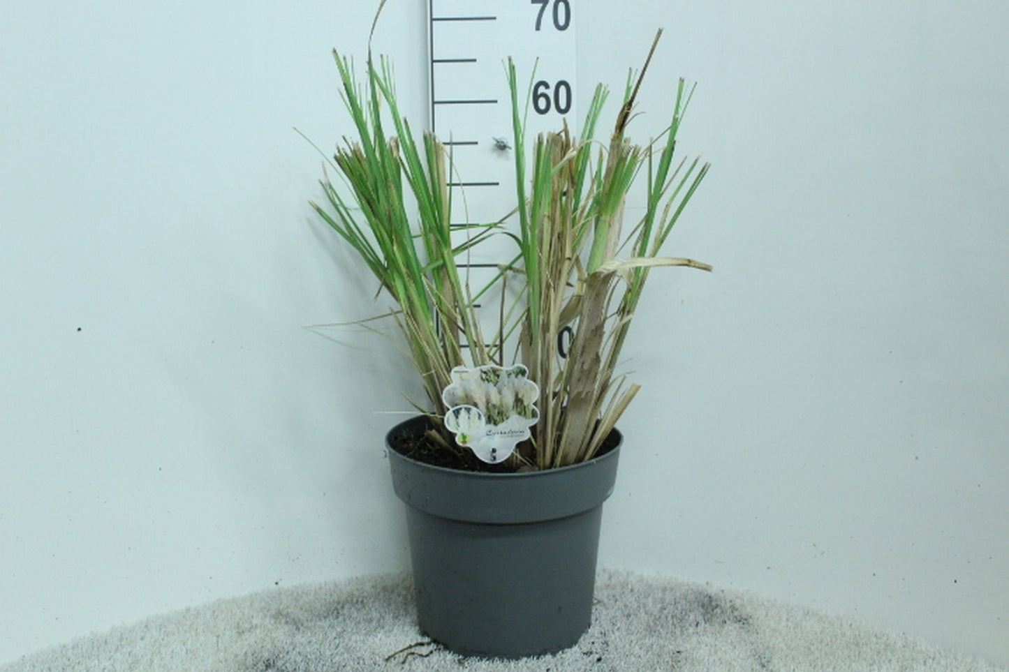 Cortaderia selloana 60cm 29cm Pot