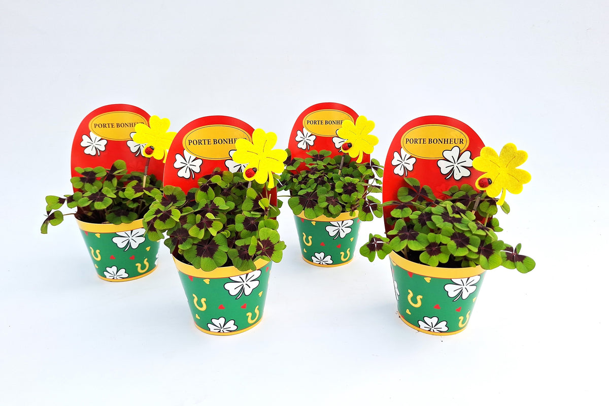 Oxalis deppei 17cm 9cm Pot