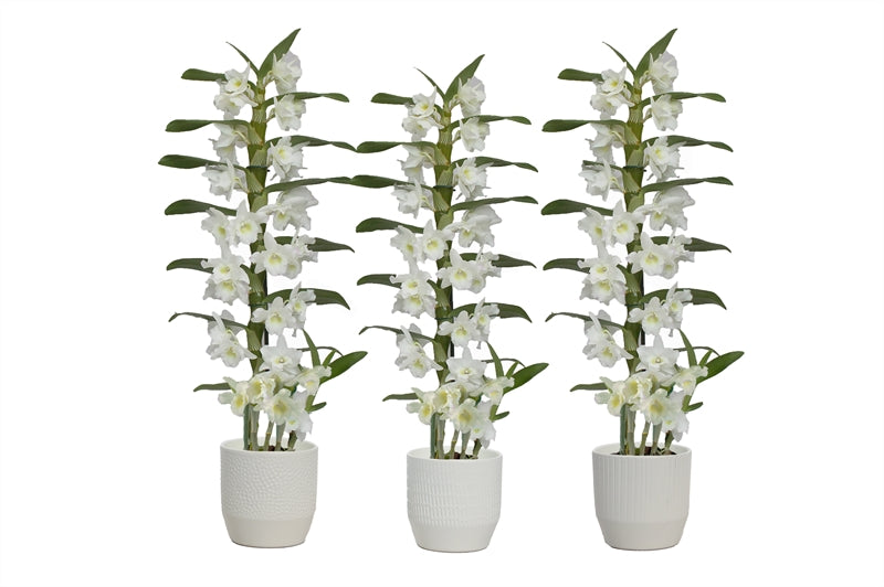 Dendrobium Apollon 50cm 12cm Pot