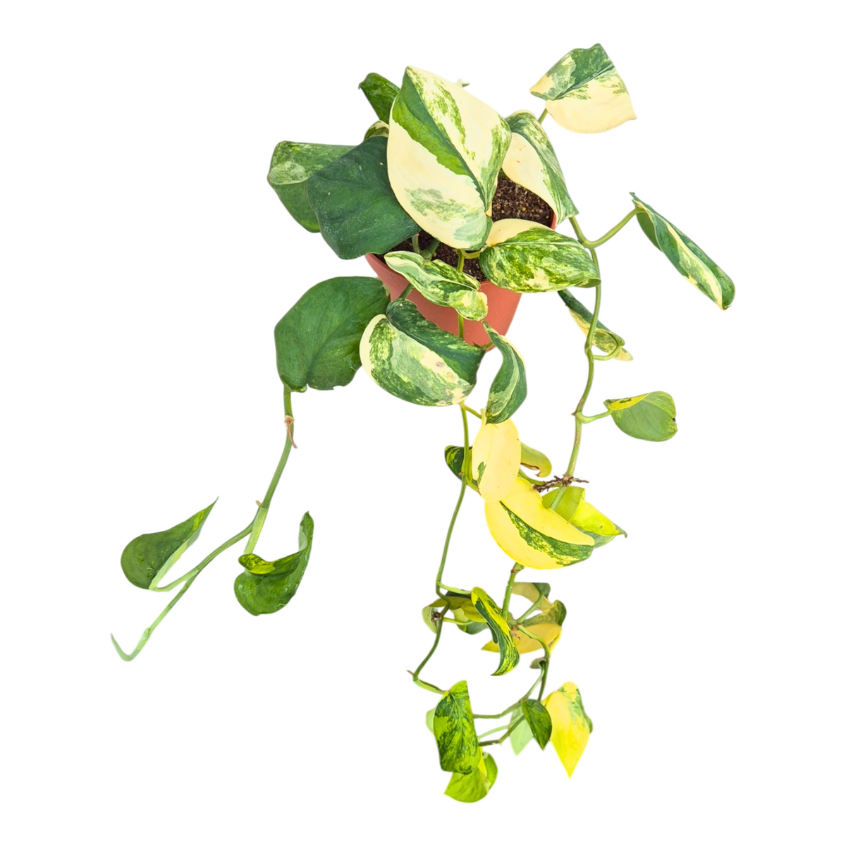 Scindapsus 25cm 15cm Pot