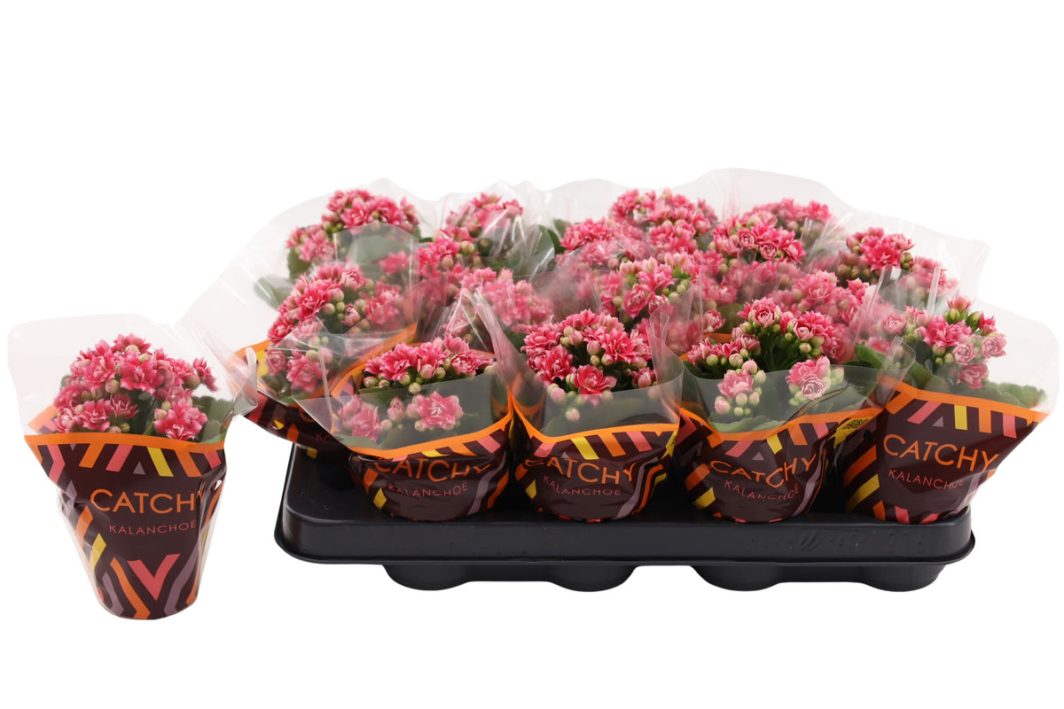 Kalanchoe Sylca Pink 15cm 8cm Pot