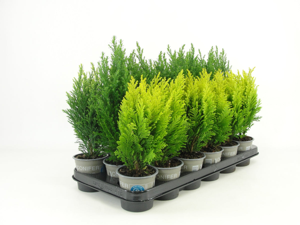 Conifer mix 20cm 9cm Pot