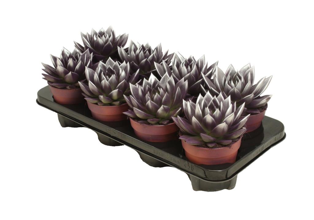 Echeveria Miranda 15cm 12cm Pot