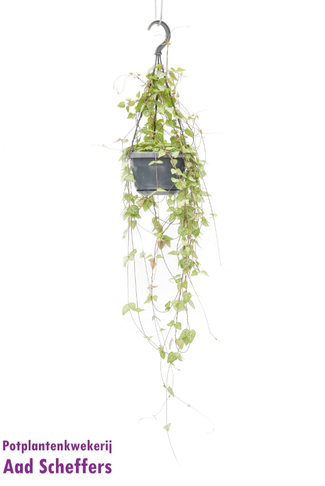 Scheffers, A.P. Ceropegia lin. Iris Pack of 8