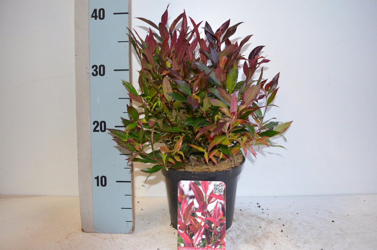 Leucothoe axi. Red Lips 25cm 17cm Pot